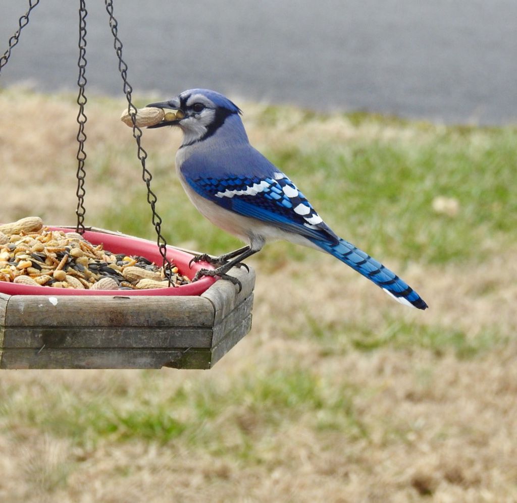 Blue Jay